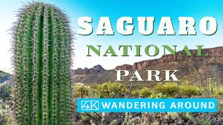 [4K]Saguaro National Park(2022)  Wandering around the Tucson Mountain District