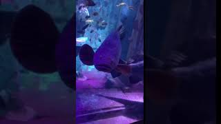 Lil Baby finds Gunna trapped in fish tank!