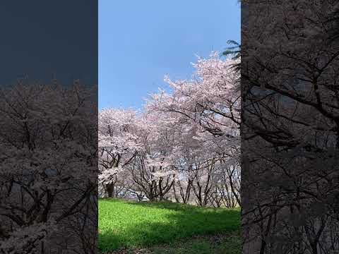 【射水市】太閤山ランドの桜吹雪が凄かった サムネイル