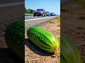 #শসা 🥒 ভুল পথে চলে করেছি পাপ। A Cucumber's Full Life Cycle In Cinematic California#4k#gojol #গজল#শসা