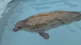 旭山動物園 夏営業始まる