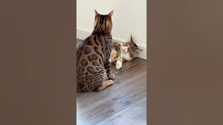 Watch the video about Maine Coon vs Bengal Cat