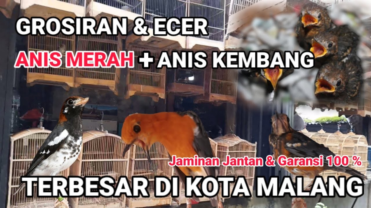 GROSIRAN & ECER TERBESAR ANIS MERAH & ANIS KEMBANG  #anismerah #anismerahtrotol #aniskembang