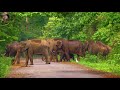 Behavior of Elephant While Crossing Black Top Road.