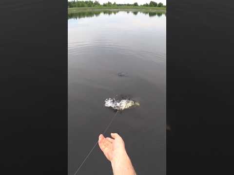 ОНА ПРОСТО УТЯНУЛА КРУЖОК НА ЦЕНТР ОЗЕРА..))#fishing #рыбалка #кружки #щука #рыбалканаозере