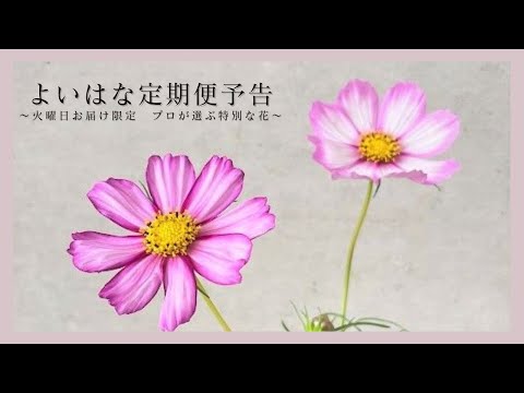 単発購入可能になりました！よいはな定期便 〜火曜日お届け限定 プロが