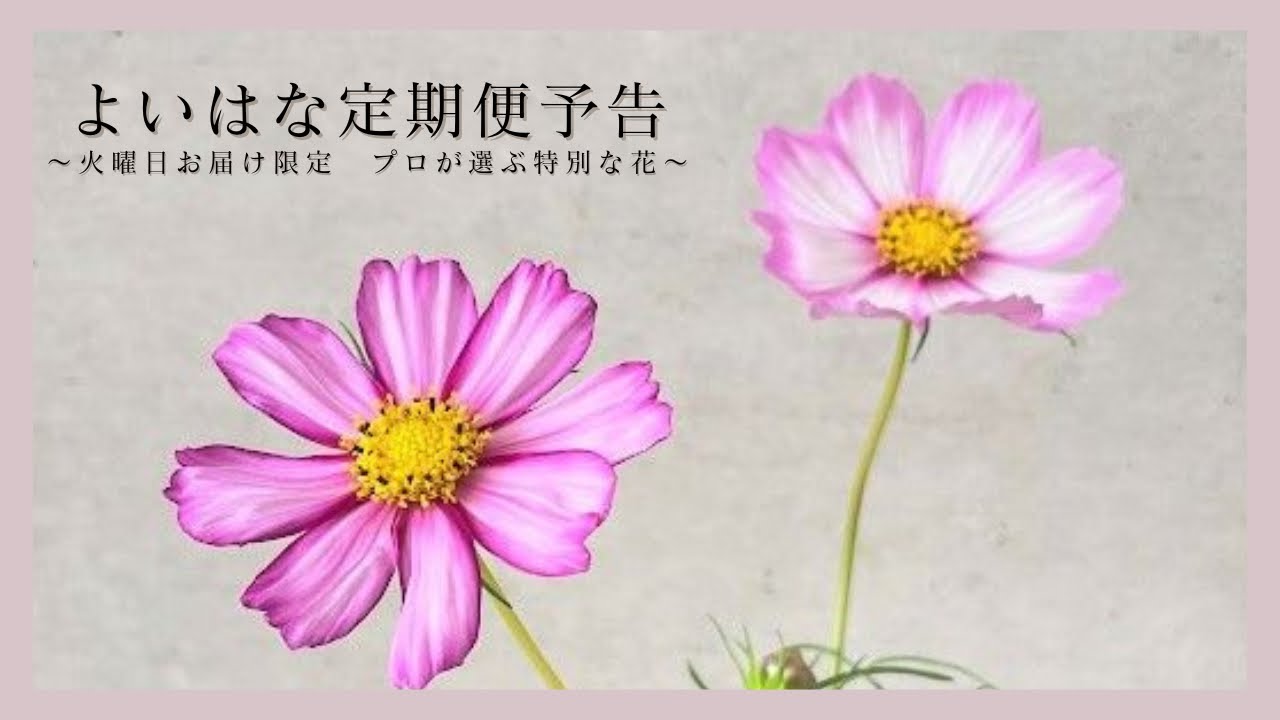 単発購入可能になりました！よいはな定期便 〜火曜日お届け限定 プロが