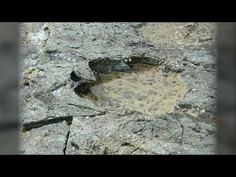 Video: In Arkansas, Sono State Trovate Impronte Di Dinosauri Di Eccellente Conservazione - Visualizzazione Alternativa