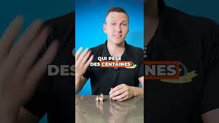 L’outil le + efficace pour-avoir une marche en laisse