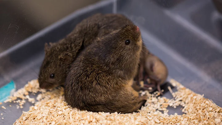 Do animals have empathy?