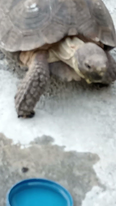 NUEVO INTEGRANTE DE LA CASA 🐢 #shortvideo #turtle #amor #cute #animals #mascotas