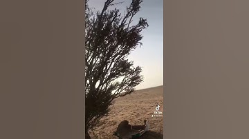 دحيم الحماد 1443ه تلاوة من سورة الواقعة في البر