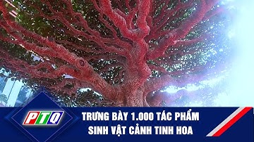 Trưng bày 1.000 tác phẩm sinh vật cảnh tinh hoa   | PTQ