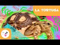 LA TORTUGA 🐢 Animales para niños 🍃 Episodio 3