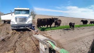 Stuck Semi and the Cows Escaped!