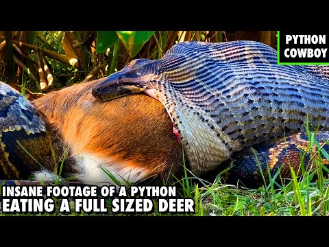How A Giant Python Can Swallowing A Deer How A Giant Python Can Swallowing A Deer