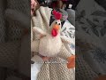goDog Checkers Fat Rooster Squeaky Plush Dog Toy review