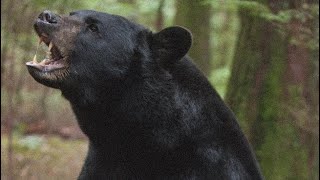 The Black Bear Encounter in Michigan's Hiawatha Forest