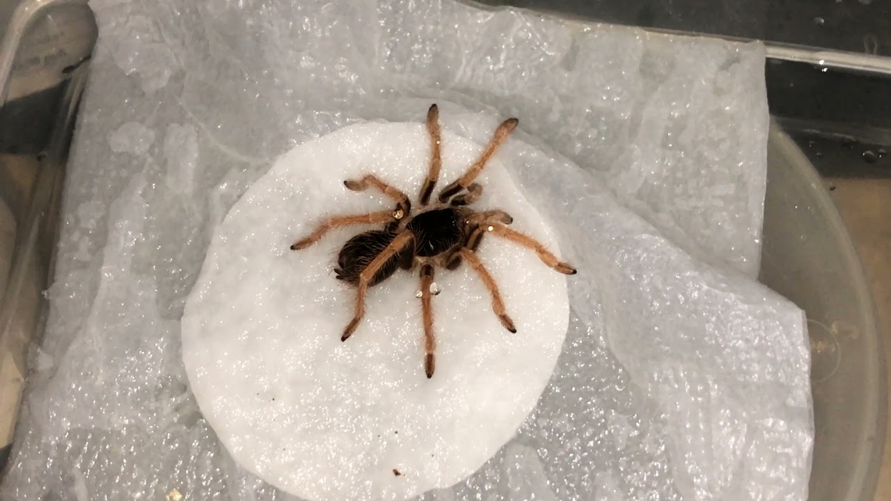 Всё хорошо 😽🕷 Megaphobema Robustum First Aid 🩹 Дегидратация у паука Мегафобема Робустум