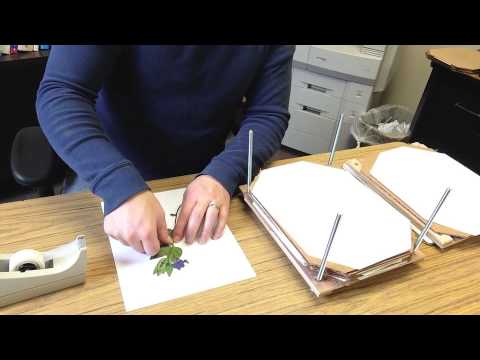 How To Make A Simple Herbarium Mount How To Make A Simple Herbarium Mount