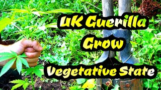 POV | Uk Guerilla Grow | Vegetative Season|