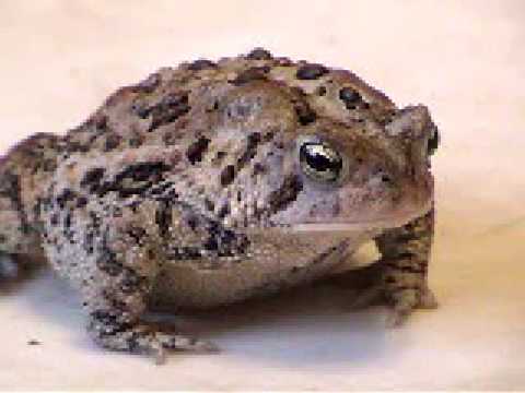 matty healy Storm the toad eats