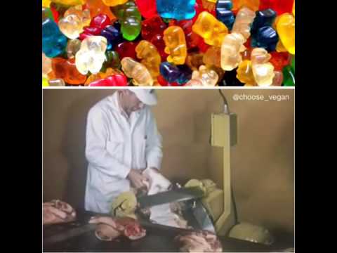 Video: Welke gelatine gebruikt haribo?