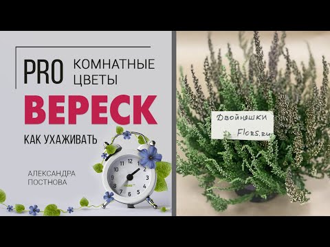 Вереск - растение для дома или исключительно для сада? Сложный или простой в уходе цветок?