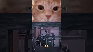 Try Not To Laugh Cat 180 #catvideos #cats #cat #of #catsofinstagram...