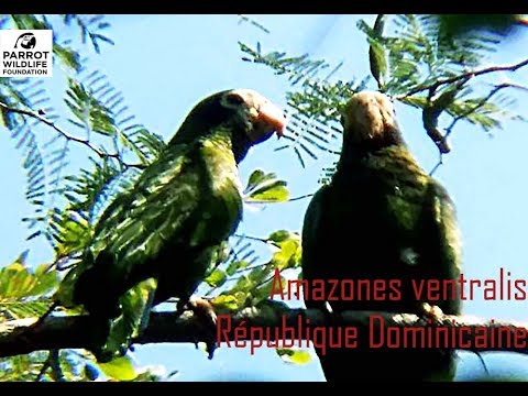 La PWLF vient en aide à l'Amazone ventralis - PWLF helps the Hispaniolan Amazon (EN & FR subtitles)