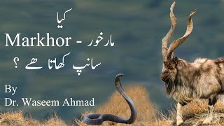 کیا مارخور سانپ کھاتا ھے ؟ | Is it true that Markhor Eats Snakes?