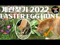 Our jindo dog goes easter egg hunting for the 2nd time 2022 ver easteregghunt jindodog