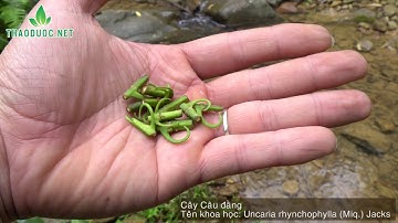 Cây trị Bệnh Động Kinh rất hay | THAODUOC.NET