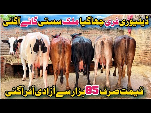 ملک مرتضیٰ سیالکوٹ 5 خوبصورت گائے 1 کٹا دستیاب 14 اگست 2026 pak animal 