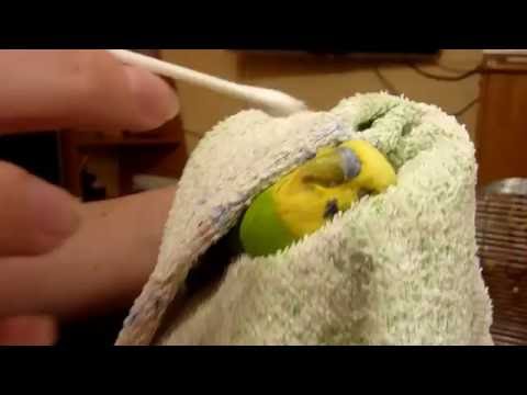 Вопрос: Можно ли заразиться чесоткой от попугая домашнего?