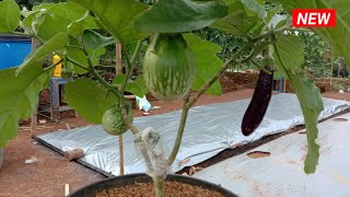 TERONG UNIK HASIL GRAFTING TANAM DI POT 3 TAHUN NGAK MATI