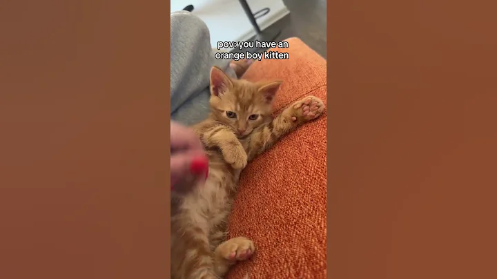 Watch the video about Hes sour and then hes sweet #cat #kitty #kitten #funnycats @sesagraham