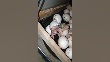 Chick stuck in egg shell 😥😥#viralvideo #aseelmurga #shorts