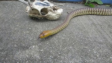 Woma Python - Food Mode Head Bobbing