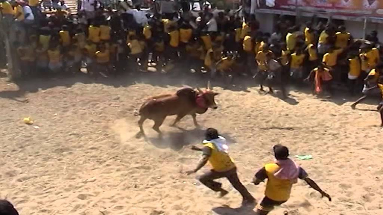 PR Sevalai Jallikattu Peravai