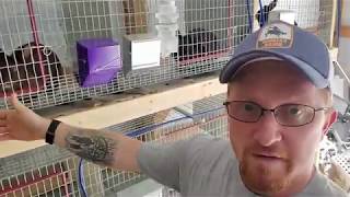 Quick and easy rabbit hutch cleaning- Odorless Rabbit Hutch!!!