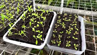 我的種植日誌- 馬鞍山篇第二集  - Diary on growing vegetables in Ma On Shan, Hong Kong second episode #馬鞍山 #種植 #田舎
