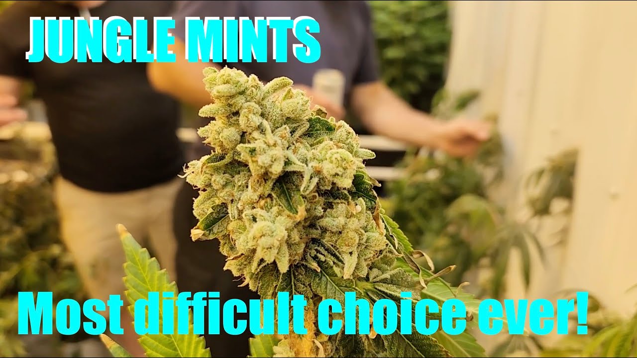 Pheno Hunt finale: Jungle mints (L.A. Kush Cake x Jungle Cake)