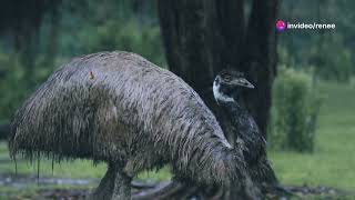 Emu's Adventure: A Lesson in Kindness