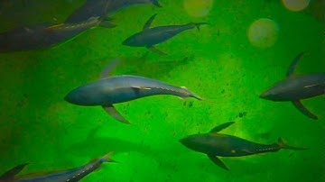 2019 Tuna robotics: A high-frequency experimental platform exploring the performance space of sw...1