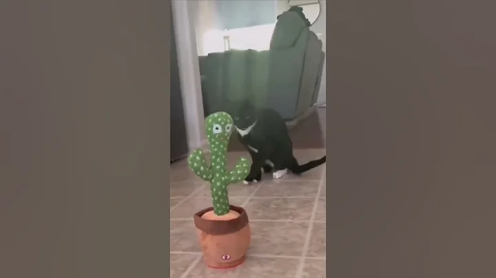 Video 11108341: funny male cat