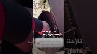 نازحة فلسطينية تجمع الحطب داخل حقيبة يدها لتُعد الخبز من أجل عائلتها في رفح