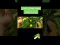 البياض الزغبي في الخيار في 