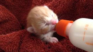 Baby kitten taking the bottle