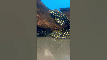 Look at these spotted Plecos 😍 available on our website #rarefish #aquarium #aquariumfish #pleco